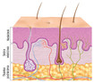 Rys. Warstwy skóry