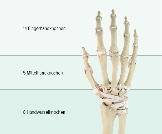 Man sieht eine grafische Abbildung der Knochen einer Hand: sie besteht im oberen Abschnitt aus 14 Fingerhandknochen, die Mittelhand besteht aus 5 Mittelhandknochen, im unteren Teil befinden sich 8 Handwurzelknochen