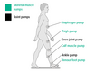 Skeletal-muscle and joint pumps
