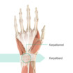 Anatomie-Grafik der linken Hand mit Markierung des Karpaltunnels und des Karpalbandes