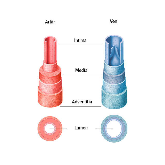 Uppbyggnaden av vener och artärer Uppbyggnaden av vener och artärer