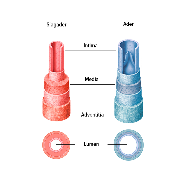 Structuur van de aderen en slagaderen Structuur van de aderen en slagaderen