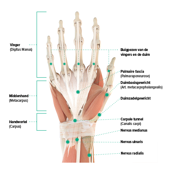 Anatomische tekening - rechterhand, palmaanzicht Anatomie-afbeelding van de rechterhand - handpalm