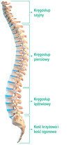 Budowa kręgosłupa