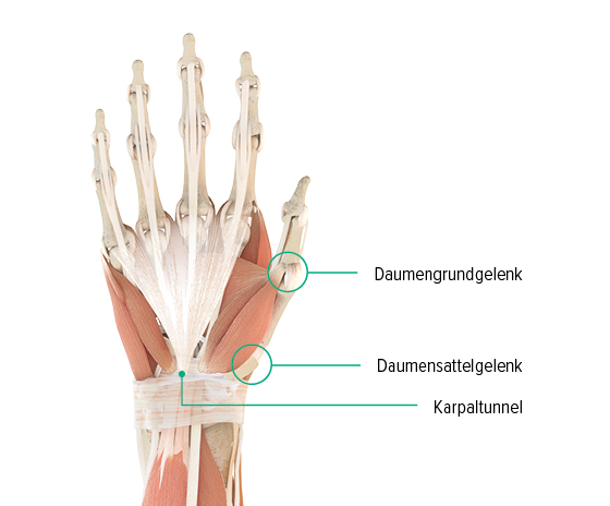 Anatomie-Grafik einer Hand: man erkennt dort das Daumengrundgelenk, Daumensattelgelenk und wo sich der Karpaltunnel befindet