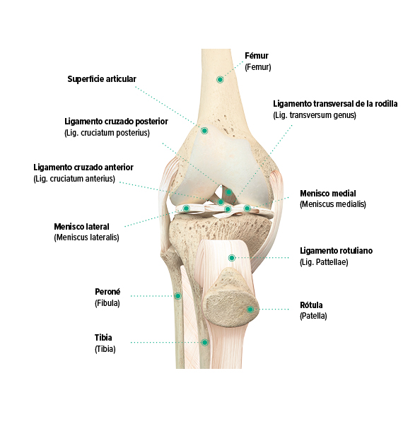 Estructura de la rodilla, vista frontal