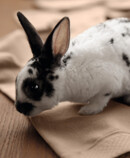 3. Juzo Intenso Bunny sits on Juzo Intenso stockings