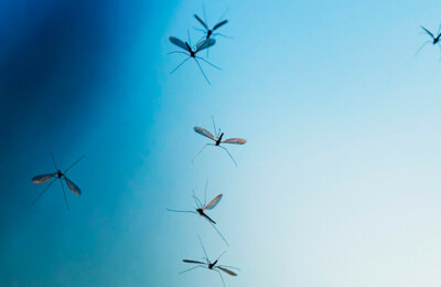 Gut zu wissen: Mückenschutz & Kompression