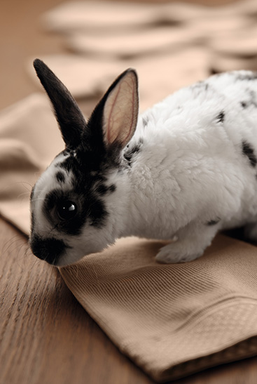 3. Juzo Intenso Króliczek siedzi na pończochach Juzo Intenso