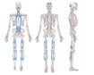 Grafik eines menschlichen Skeletts, bei dem das Fasziengewebe in blau eingezeichnet ist