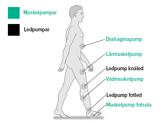 Muskel- och ledpumpar Muskel- och ledpumpar