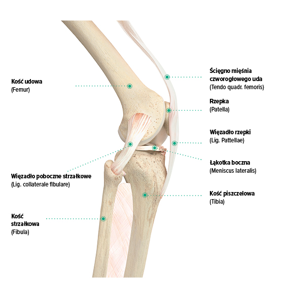 Budowa kolana, widok z boku
