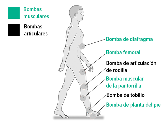 Bombas musculares y articulares
