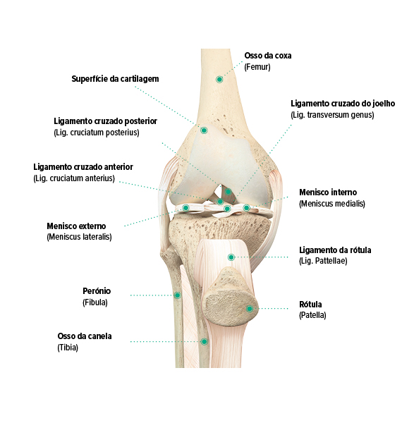 Estrutura do joelho, vista frontal Estrutura do joelho, vista frontal