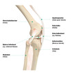 Aufbau des Knies, seitliche Ansicht