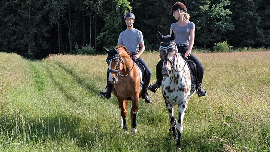 EquiCrown Die Beine eines Pferdes