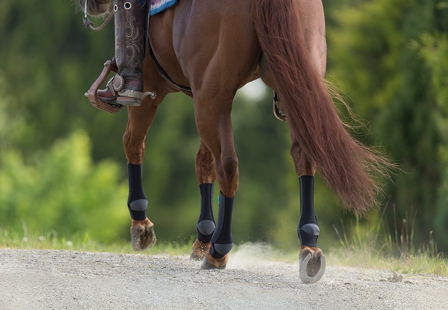 cavallo marrone cavallo marrone con bendaggi compressivi