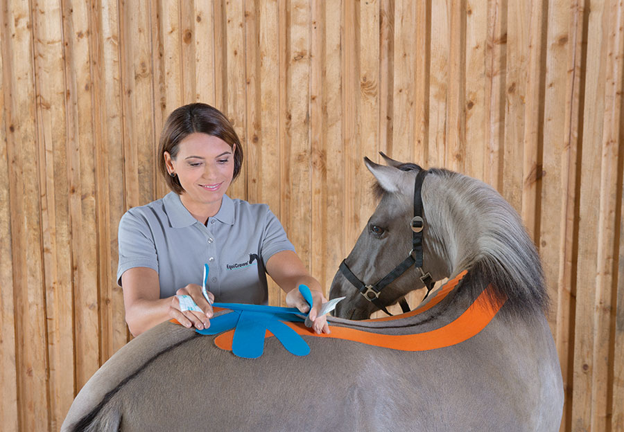 Koń z taśmami do tapingu limfatycznego Koń z taśmami do tapingu limfatycznego