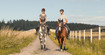 Horses with Juzo compression bandages and wraps 