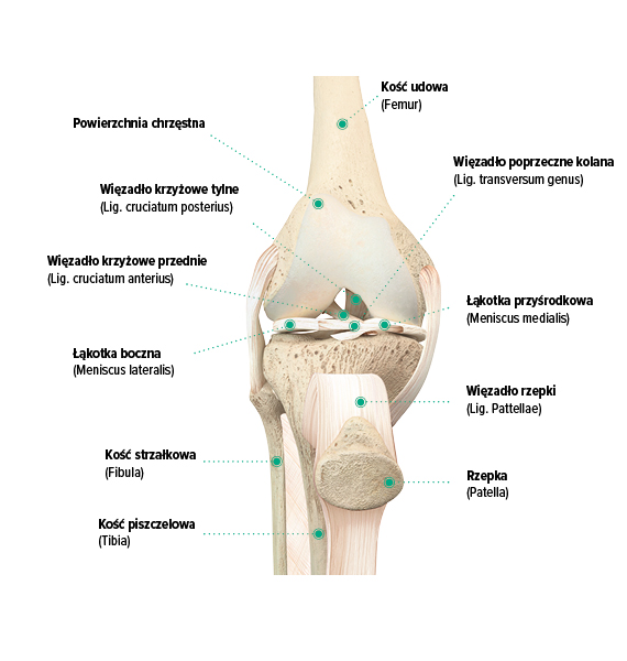 Budowa kolana, widok od przodu