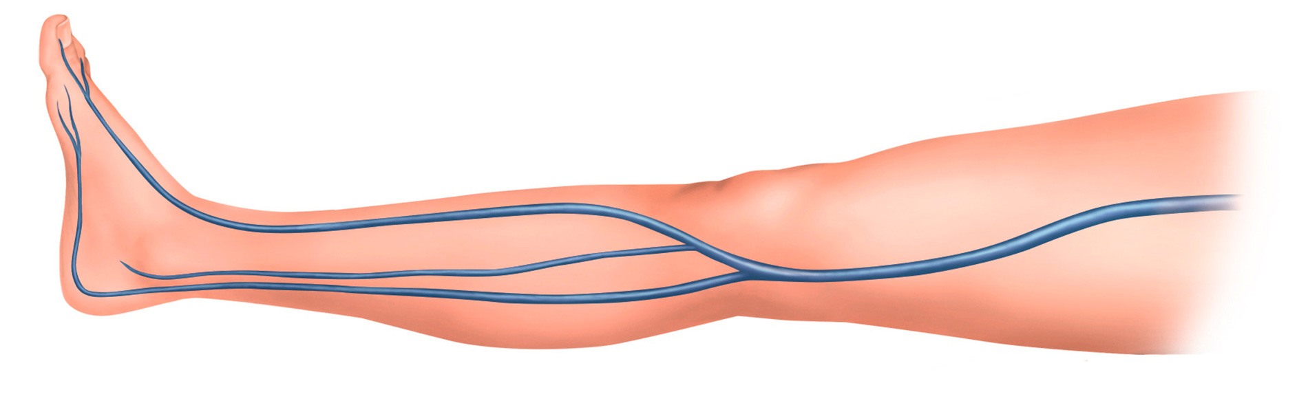 Wissen kompakt: Das Venen ABC