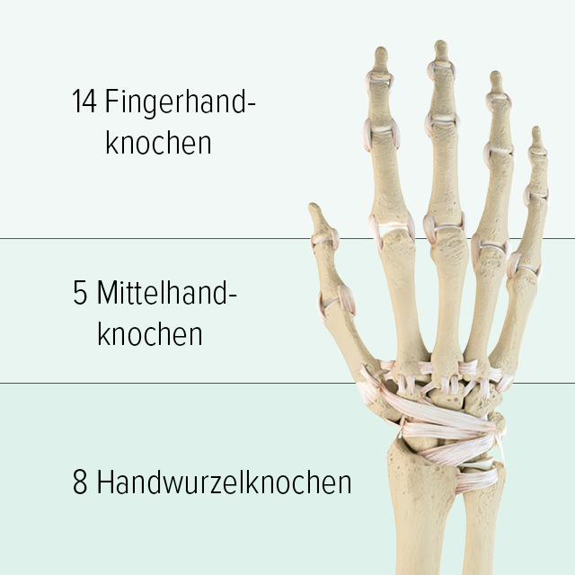 Man sieht eine grafische Abbildung der Knochen einer Hand: sie besteht im oberen Abschnitt aus 14 Fingerhandknochen, die Mittelhand besteht aus 5 Mittelhandknochen, im unteren Teil befinden sich 8 Handwurzelknochen