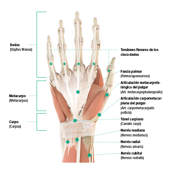 Gráfico de la anatomía de la mano derecha - Palma de la mano
